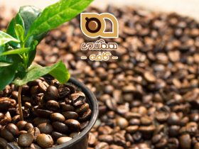 کاشت قهوه در شرایط پایدار به چه معناست؟