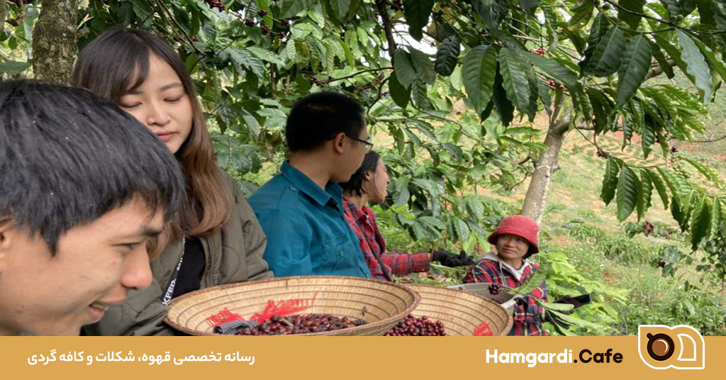 قهوه ارگانیک تخصصی، تجربه‌ای بی‌نظیر از طعم و سلامت