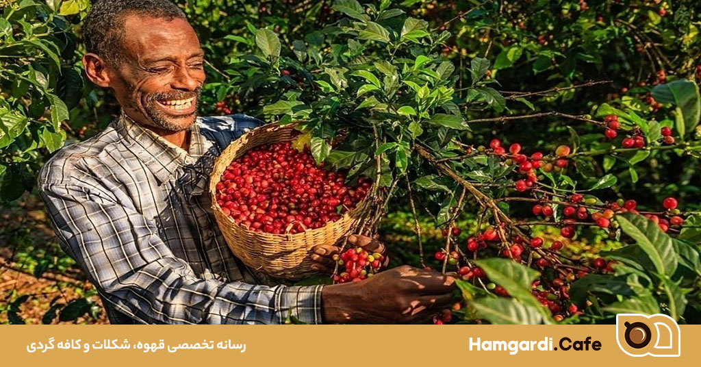 پایداری در صنعت قهوه، راهکاری برای آینده‌ای بهتر