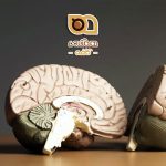 فواید قهوه برای مغز: چگونه این نوشیدنی محبوب می‌تواند عملکرد مغز را بهبود بخشد