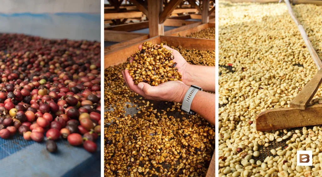 راهنمای جامع خرید قهوه